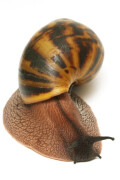 Achatina achatina Ghana F1, odchov Věry Babincové